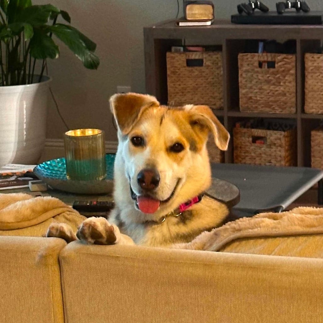 Photo of Waffles (Amber), adoptable Shepherd / Mix in Weatherford, Texas