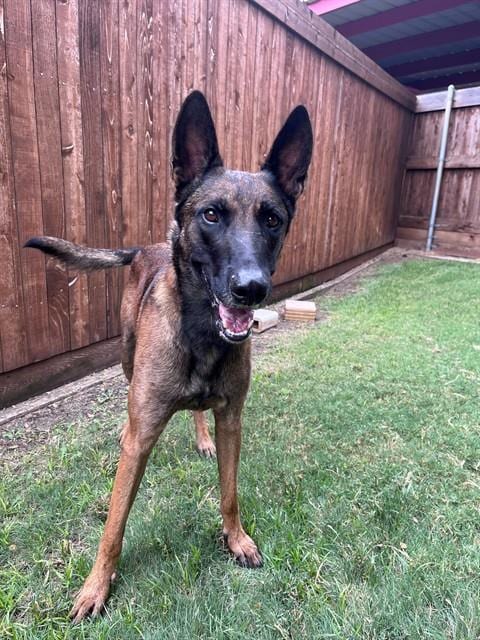 Photo of Tyson, adoptable Belgian Shepherd Malinois in Plano, Texas