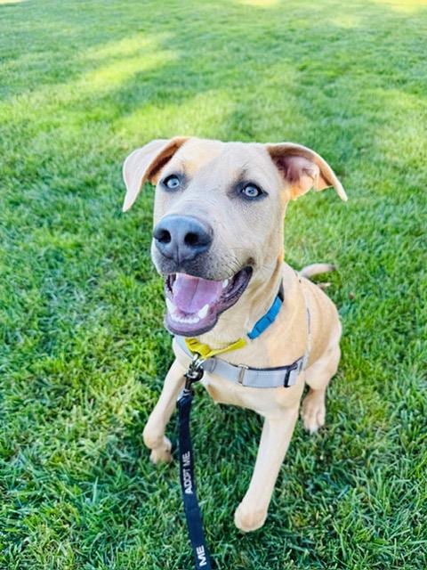 Photo of Bandit, adoptable Pit Bull Terrier in Santa Barbara, California