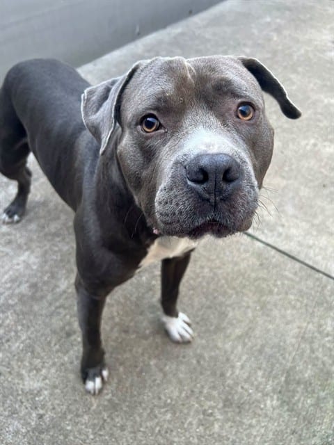 Photo of Argos, adoptable American Pit Bull Terrier in Chicago, Illinois