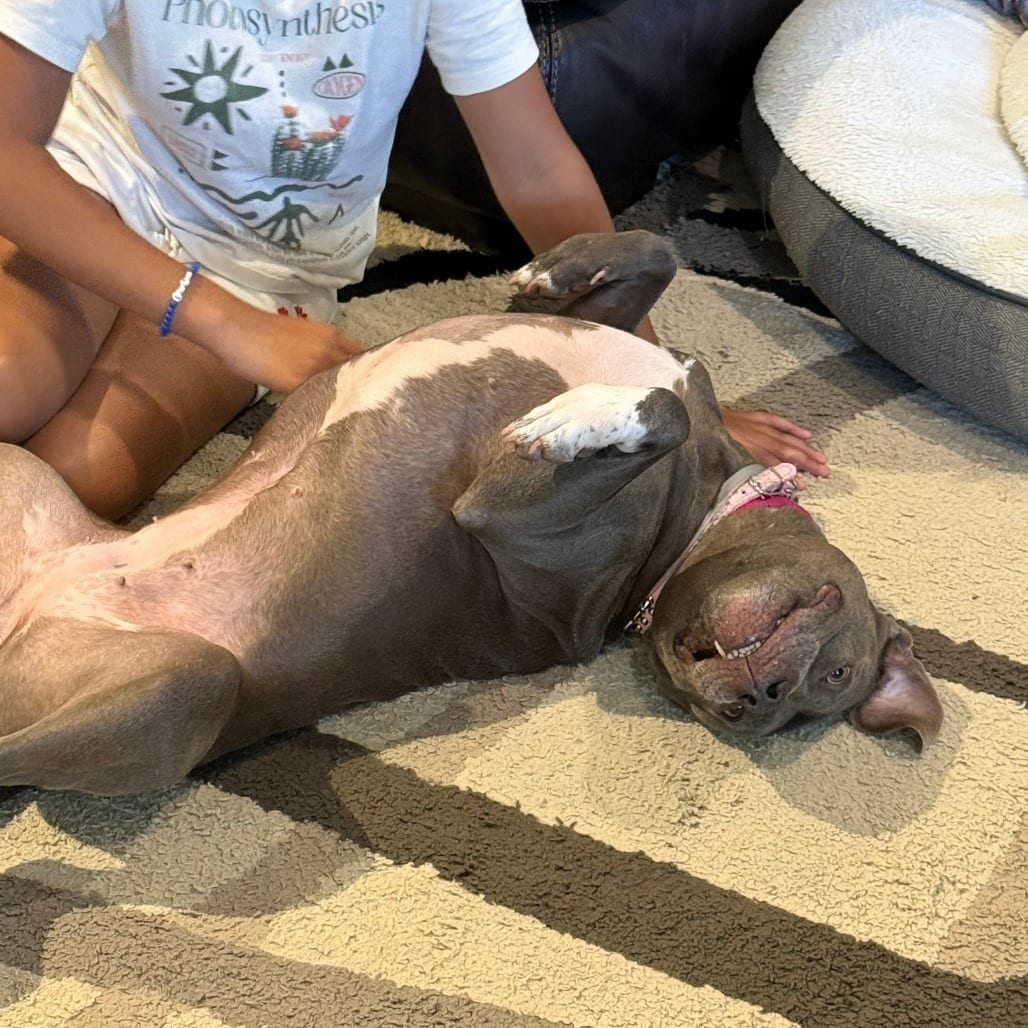 Photo of Bree, adoptable Terrier, American Pit Bull in Houston, Texas