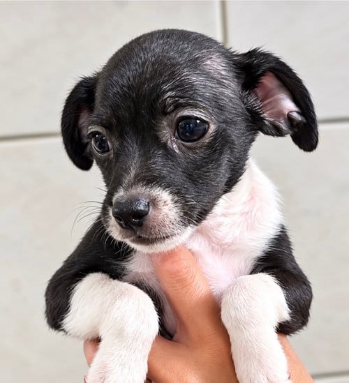 Photo of Lolly, adoptable Chihuahua in San Diego, California