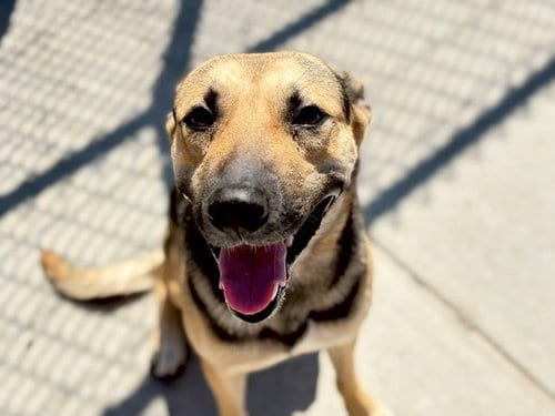 Photo of Raymond, adoptable German Shepherd Dog in Tulsa, Oklahoma