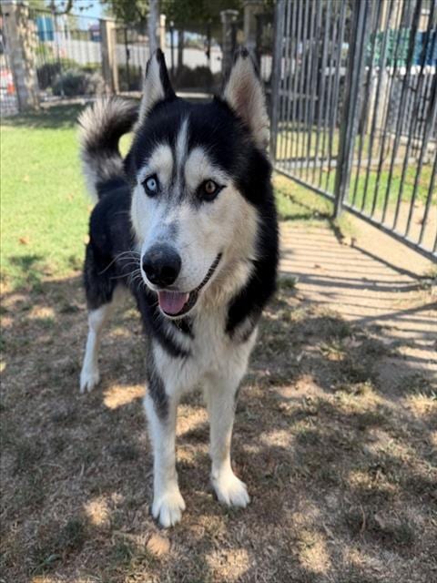 Photo of Penguin, adoptable Siberian Husky in Riverside, California
