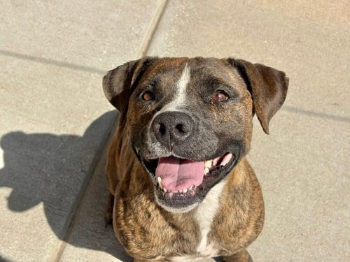 Photo of Hilda, adoptable Pit Bull Terrier in Tulsa, Oklahoma