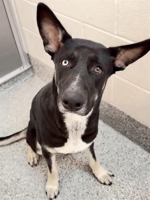 Photo of Atlas, adoptable Australian Kelpie in Houston, Texas