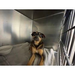 Photo of Clyde, adoptable Mixed Breed (Medium) in Baton Rouge, Louisiana