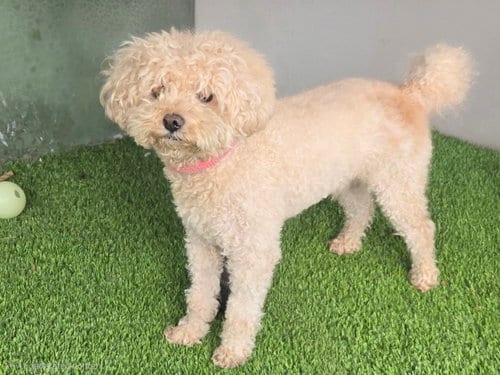 Photo of Teddy, adoptable Poodle (Miniature) in Van Nuys, California