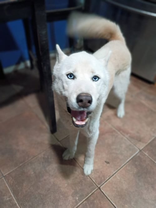 Photo of Nikes, adoptable Siberian Husky in San Juan Bautista, California