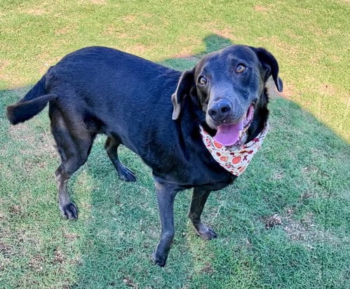 Photo of Stella, adoptable Labrador Retriever in McKinney, Texas