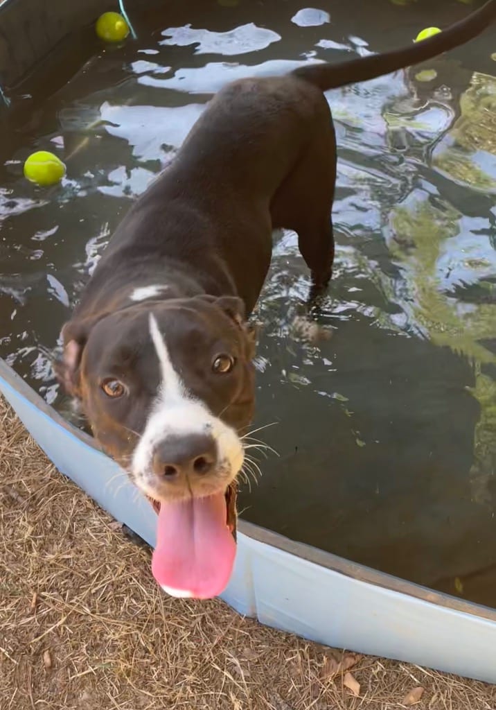 Photo of Bev, adoptable Staffordshire Bull Terrier in Mena, Arkansas