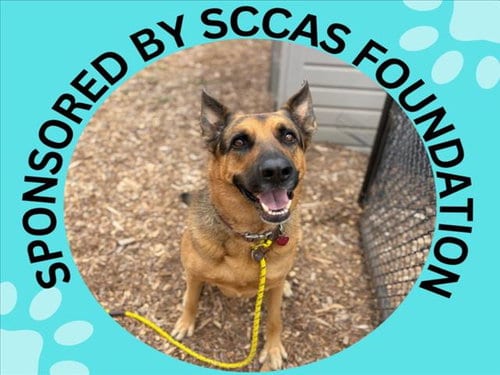 Photo of Rusty, adoptable German Shepherd Dog in Santa Cruz, California