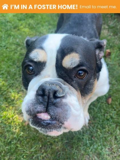 Photo of Queenie, adoptable dog in Baltimore, Maryland