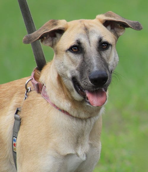 Photo of Leia, adoptable German Shepherd Dog in North Fort Myers, Florida