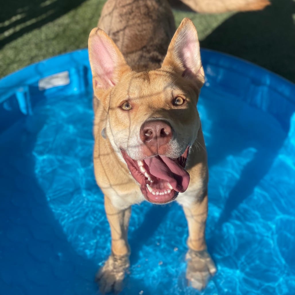 Photo of Prince Charming, adoptable Catahoula Leopard Dog / Mixed Breed (Medium) in Riverside, California
