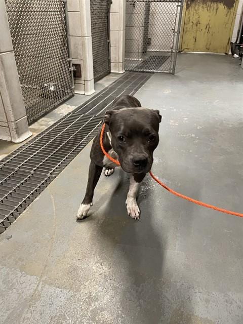 Photo of Letty, adoptable Pit Bull Terrier in Stockton, California