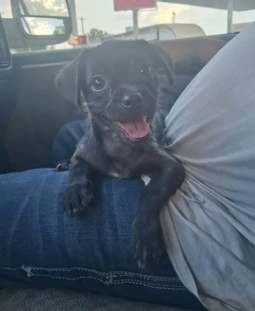 Photo of Button, adoptable Terrier in Grafton, Wisconsin