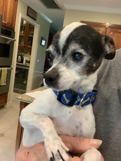 Photo of Rebel, adoptable Chihuahua in Santa Clarita, California