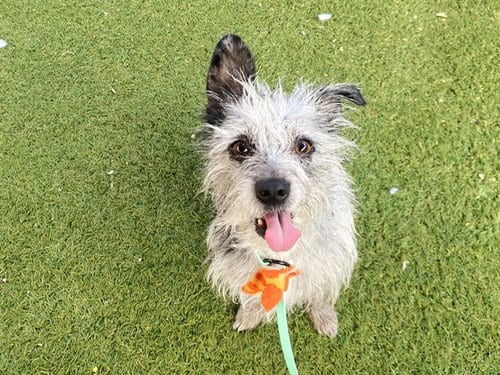Photo of Marimba, adoptable Cairn Terrier in Phoenix, Arizona