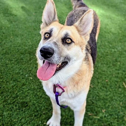 Photo of Caramel Crunch, adoptable German Shepherd Dog in Las Vegas, Nevada