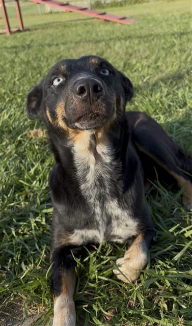 Photo of Lady, adoptable Australian Cattle Dog/Blue Heeler in Rosenberg, Texas