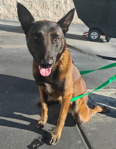 Photo of Rip, adoptable Belgian Shepherd Malinois in San Bernardino, California