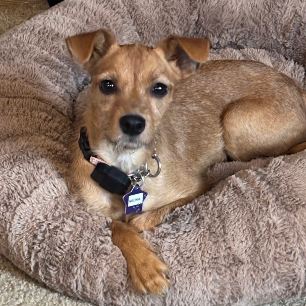 Photo of Nedra, adoptable Mixed Breed (Small) in San Francisco, California