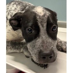 Photo of Trudy, adoptable Labrador Retriever Terrier (Unknown Type, Medium) in San Antonio, Texas