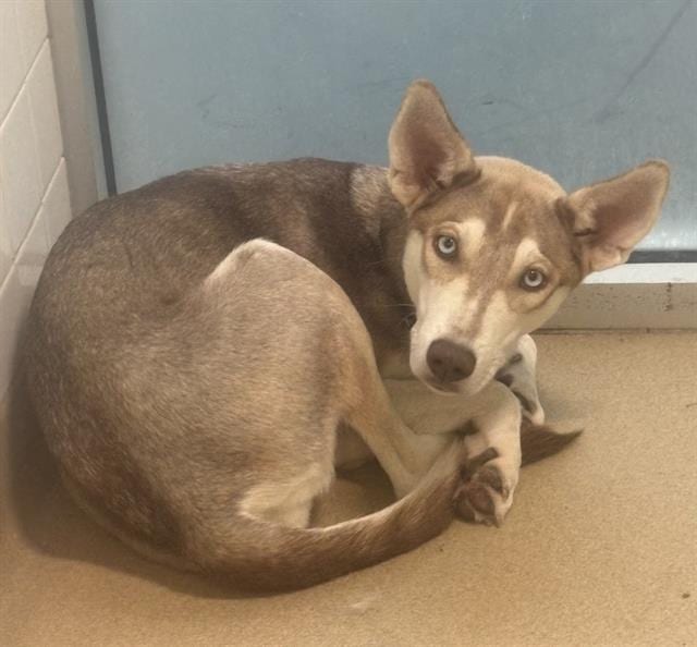 Photo of Stella, adoptable Mixed Breed