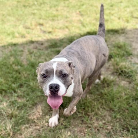 Photo of Odette, adoptable American Bulldog in Conroe, Texas