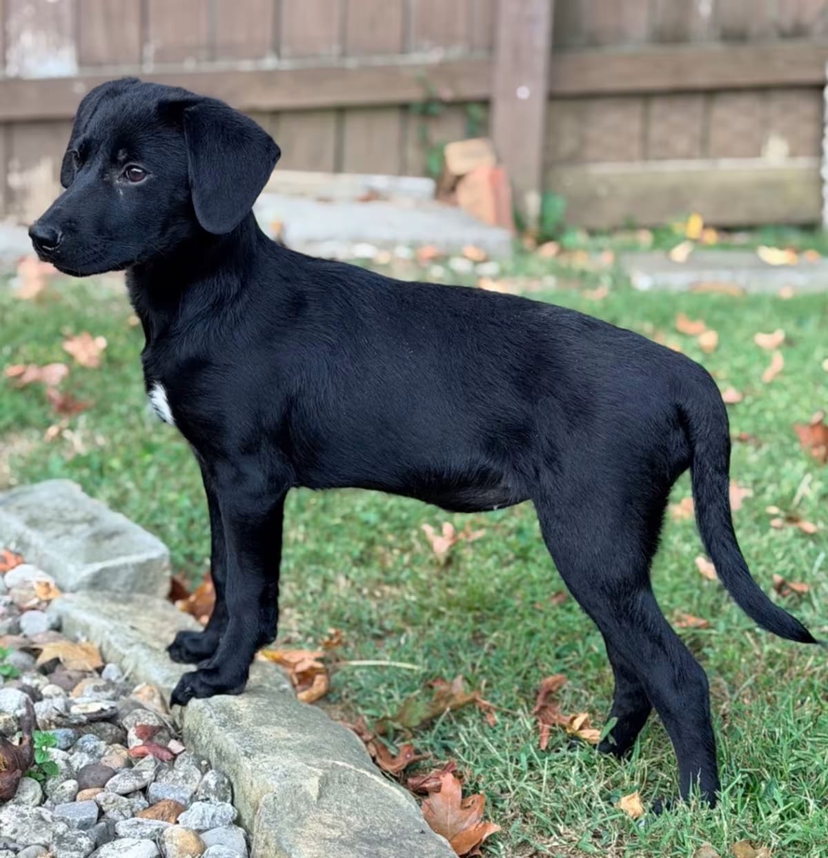 Photo of Jane, adoptable Shepherd (Unknown Type) in LaGrange, Kentucky
