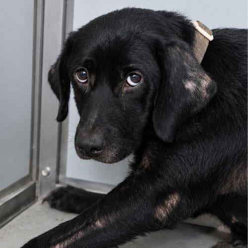 Photo of Lady, adoptable Labrador Retriever in San Antonio, Texas