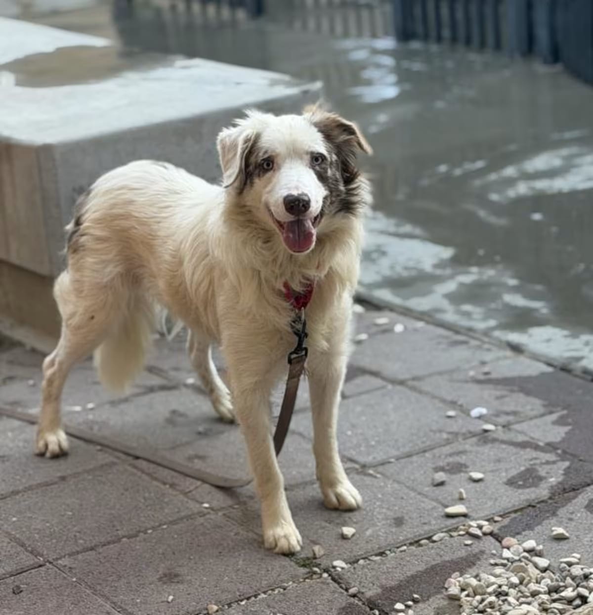 Photo of Boomer, adoptable Border Collie in Santa Maria, California