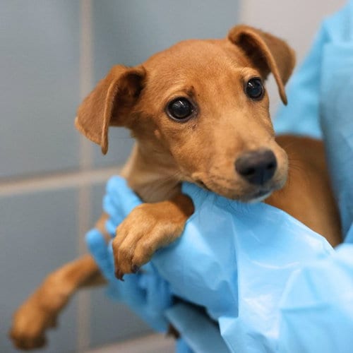 Photo of Tammy, adoptable Vizsla in San Antonio, Texas
