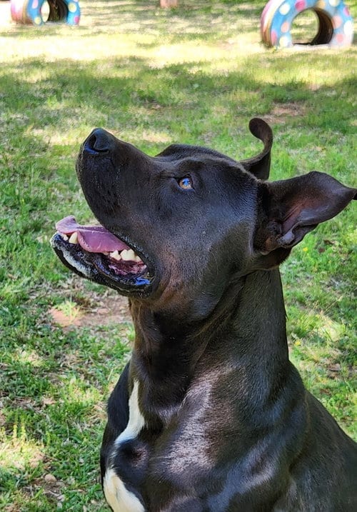 Photo of Kane, adoptable American Bulldog in Greenville, South Carolina