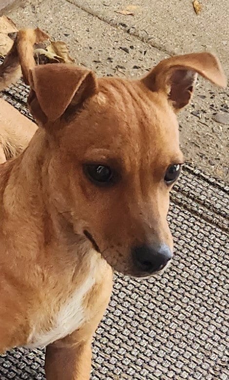 Photo of ZCL-D-Dachshund mix, adoptable Dachshund in Horn Lake, Mississippi