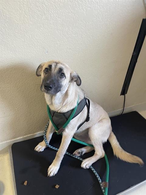 Photo of Lala, adoptable Australian Kelpie in Santa Cruz, California