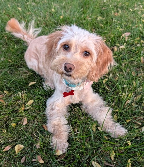 Photo of Crochet, adoptable Poodle (Miniature) in Romoland, California