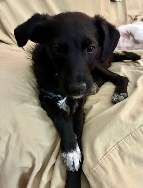 Photo of Scotty, adoptable Poodle (Miniature) in Mesa, Arizona