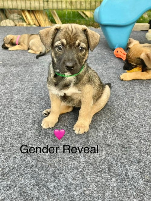 Photo of Gender Reveal, adoptable Chihuahua in Newark, Delaware