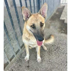 Photo of Gigi, adoptable German Shepherd Dog in Jurupa Valley, California