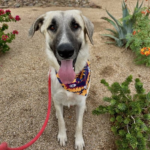 Photo of Xylophone, adoptable Anatolian Shepherd in Phoenix, Arizona
