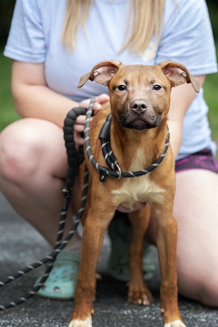 Photo of Pepperoni, adoptable Terrier in Belleville, Illinois