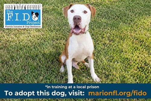 Photo of Herbie, adoptable Hound in Ocala, Florida