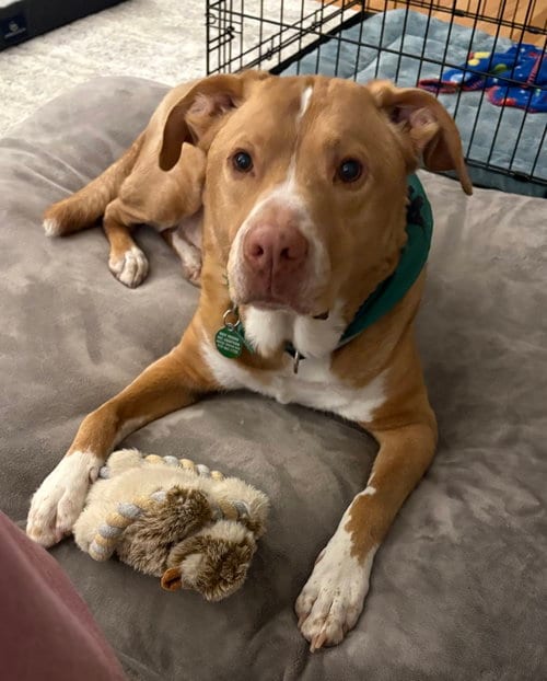 Photo of Herbie, adoptable Labrador Retriever in Cary, North Carolina