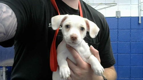 Photo of Italy, adoptable Chihuahua in Albuquerque, New Mexico