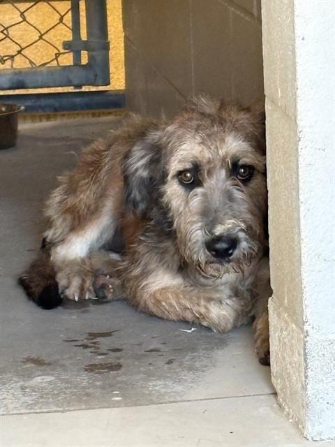 Photo of Little Scruff, adoptable Schnauzer in Rosenberg, Texas