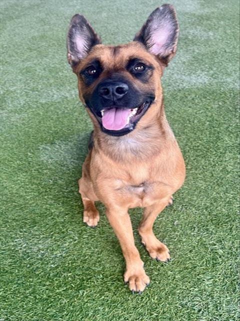 Photo of Roxy, adoptable Belgian Shepherd Malinois in Miami, Florida