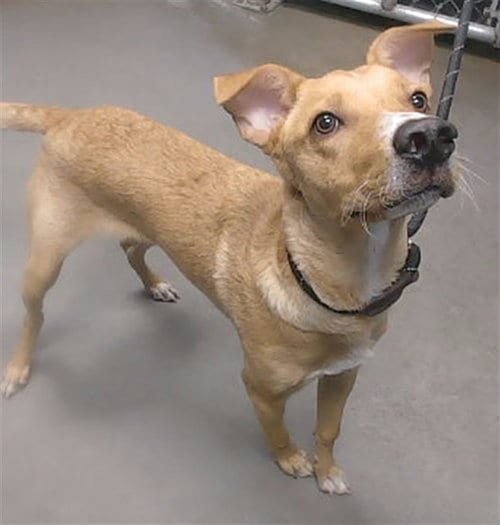 Photo of Cello, adoptable Australian Kelpie in Phoenix, Arizona
