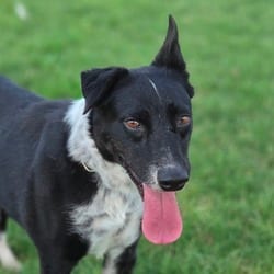 Photo of Emily JuM, adoptable Border Collie Mixed Breed (Medium) in Rosemont, Illinois